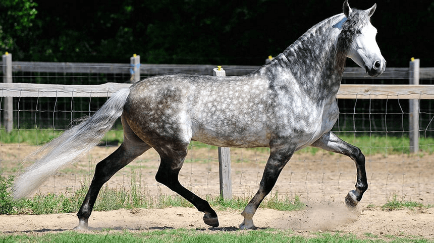 Qual o significado do Cavalo Branco que apareceu para Arya no