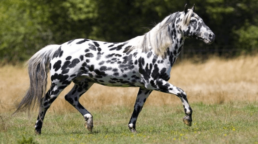 Appaloosa: cavalo de pelagem exótica e beleza rara
