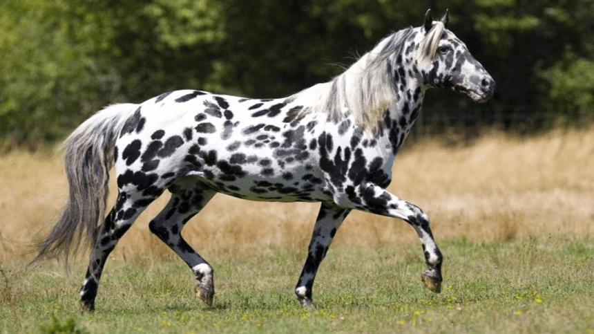 Pelagem pintada é um dos diferenciais dos cavalos appaloosa, Nosso Campo