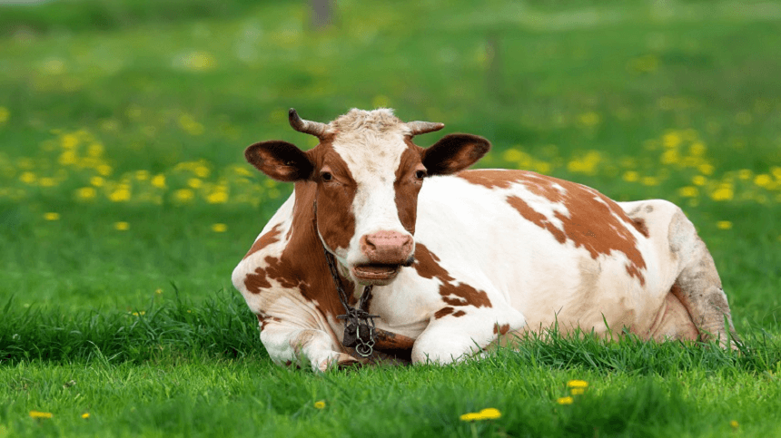 Botulismo bovino (doença da vaca caída) 