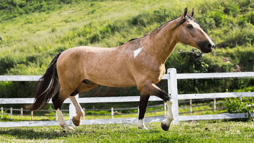 Conheça o mangalarga, considerado o principal cavalo de sela do mundo