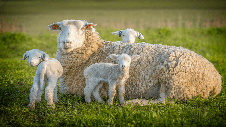 Cetose em caprinos e ovinos: o que é, sinais clínicos, tratamento e prevenção