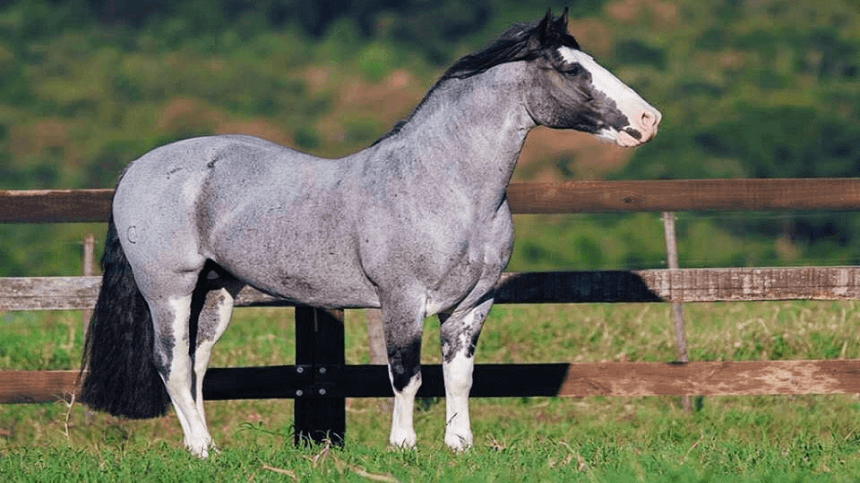 Cavalo da raça Crioulo é resistente, ágil e harmônico