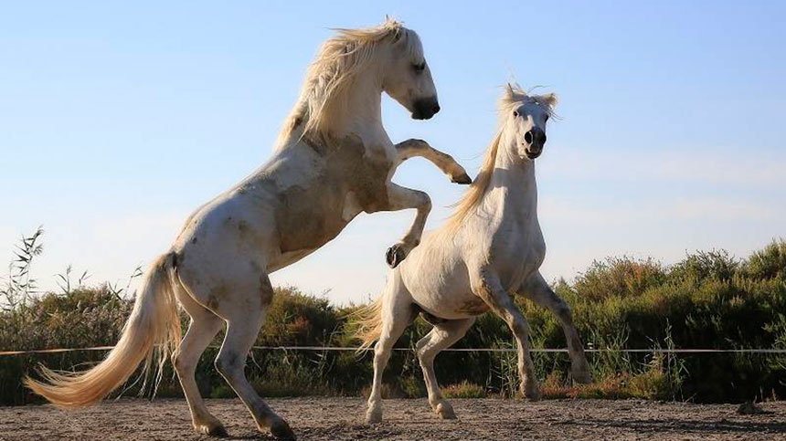 Cavalos - Aprumos - Saúde Animal