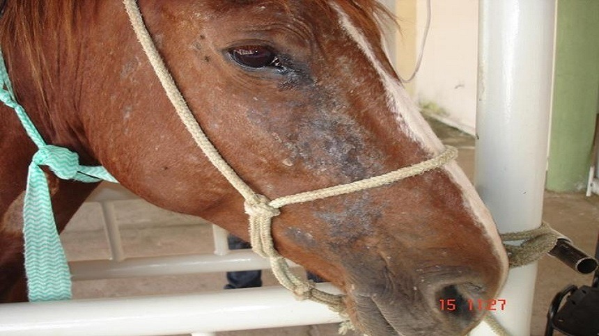 Tudo saber sobre a dermatite de quartela de cavalo - Royal Horse
