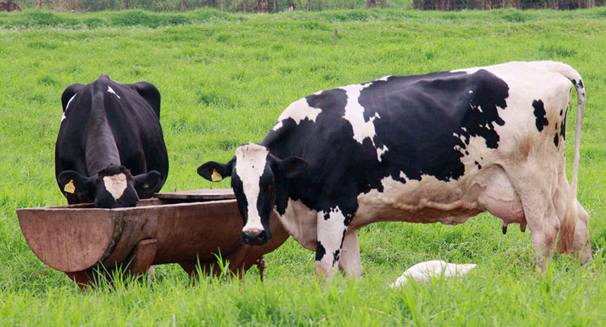 Desempenho e eficiência alimentar de vacas leiteiras suplementadas com levedura viva.