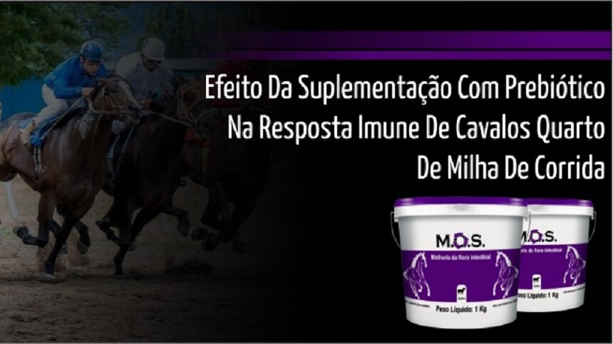 Conheça estudo sobre o efeito da suplementação com prebiótico MOS na resposta imune de cavalos Quarto de Milha de corrida
