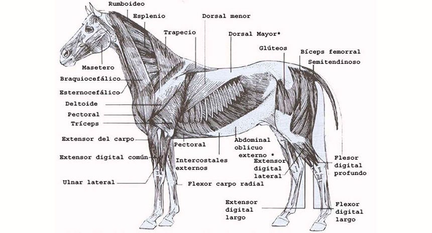 Entendendo para intervir. Saiba como o óxido de magnésio pode ajudar seu cavalo...