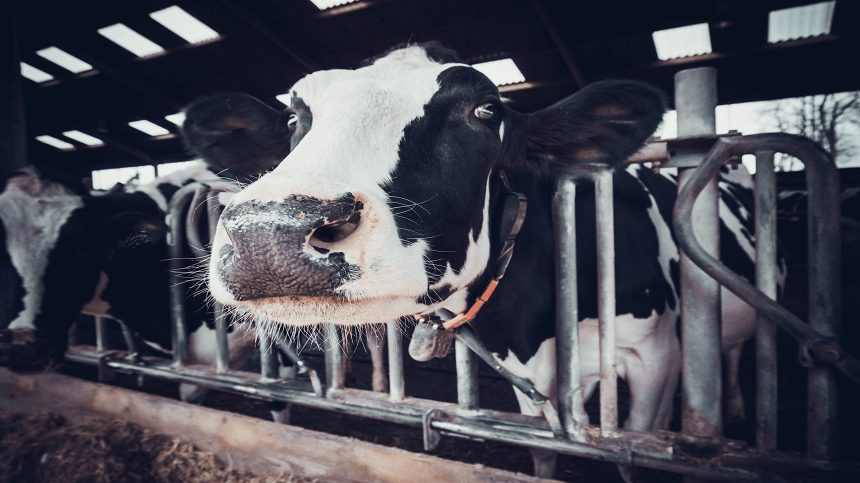 Estresse calórico em vacas leiteiras