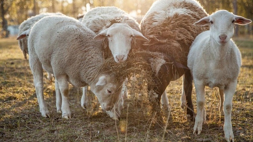 Hábitos alimentares dos ovinos, caprinos e cordeiros