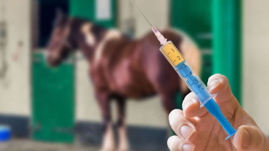 Imunidade do equino, como ela pode ser ameaçada<br>