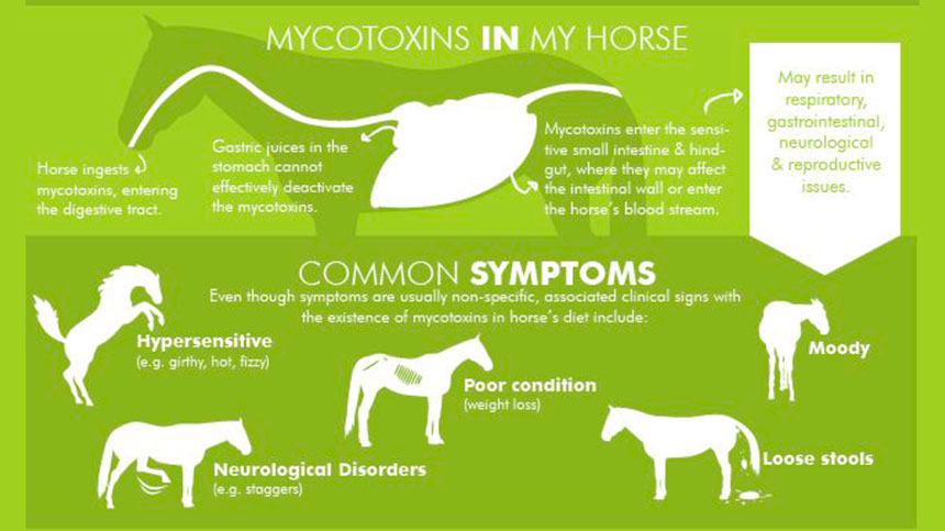 Influência das micotoxinas na reprodução de equinos