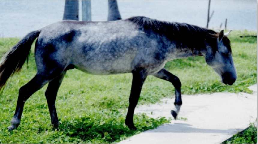 Conheça as principais raças de cavalo criadas no Brasil! I Petz