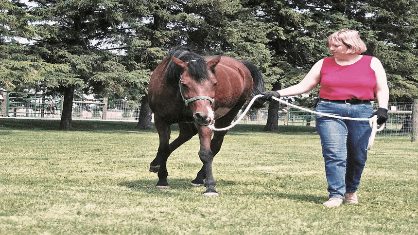 As principais doenças que atacam os cavalos - Blog Agroline