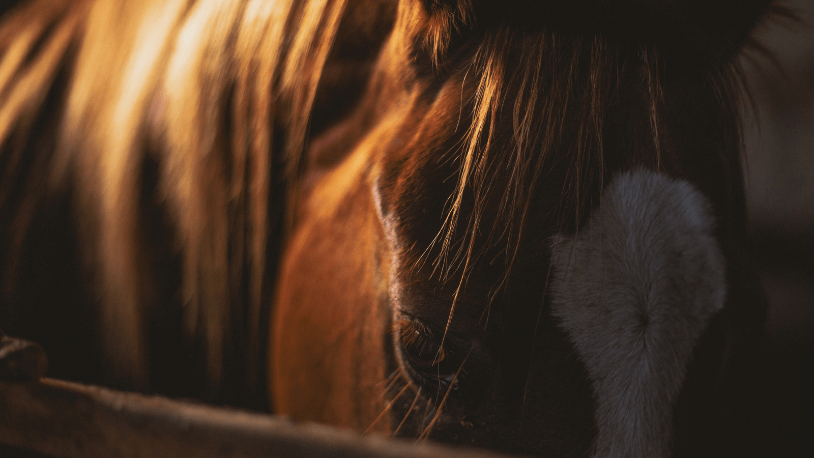 Óleo de Amêndoas para Equinos: Benefícios e Utilização