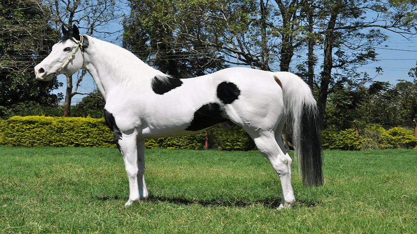 Quarter horse, Raças e tipos de cavalos