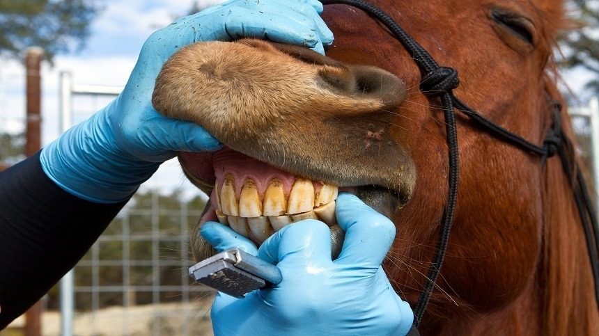 Dente de cavalo: 4 problemas mais comuns - Blog Premix