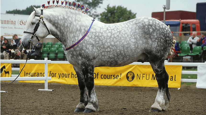 Qual é o cavalo mais forte do mundo?