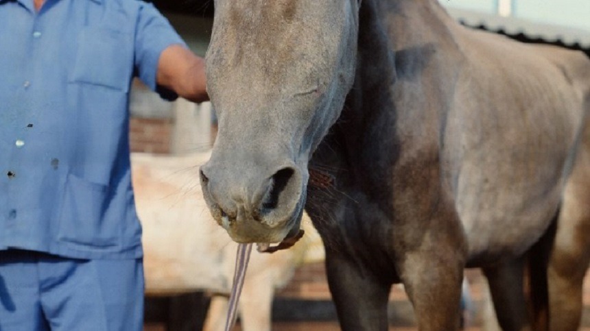 O capim que pode matar os cavalos. 