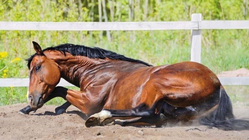Práticas de manejo que pode prevenir a cólica nos equinos
