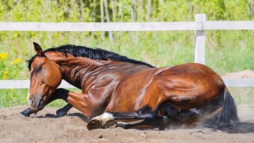 O que mais causa a morte em cavalos? Có-li-cas!, Artigos