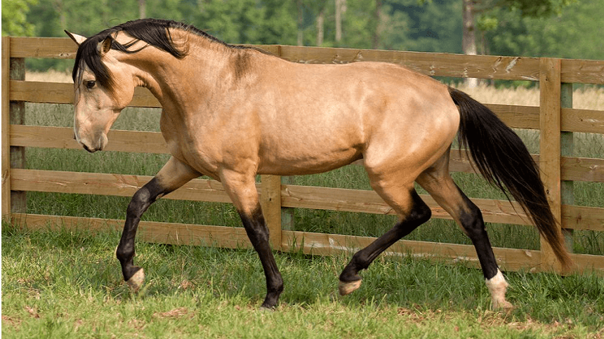 Pelagem pintada é um dos diferenciais dos cavalos appaloosa, Nosso Campo