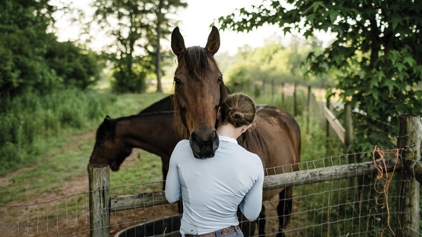 Saiba o que é necessário para ter um cavalo como animal de