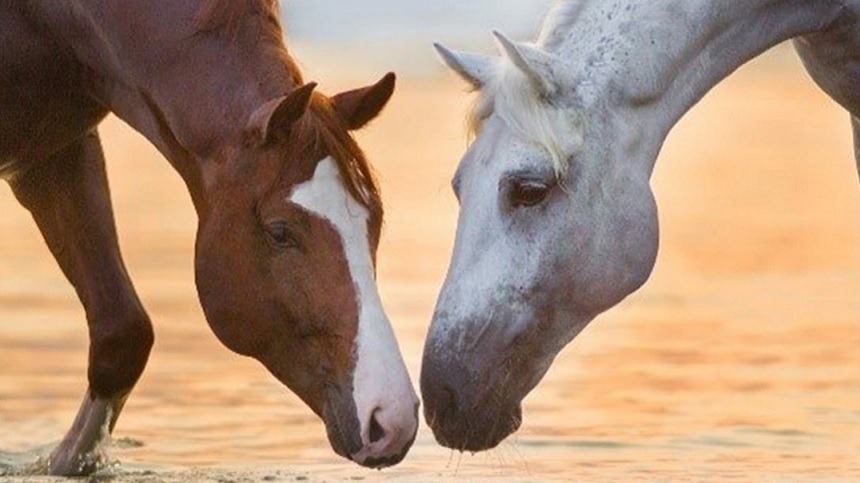 Saiba o que pode melhorar a imunidade do seu cavalo