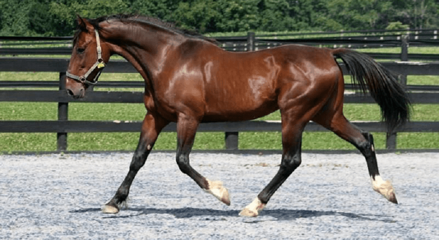 STANDARDBRED - O Cavalo de Força e Altas Velocidades
