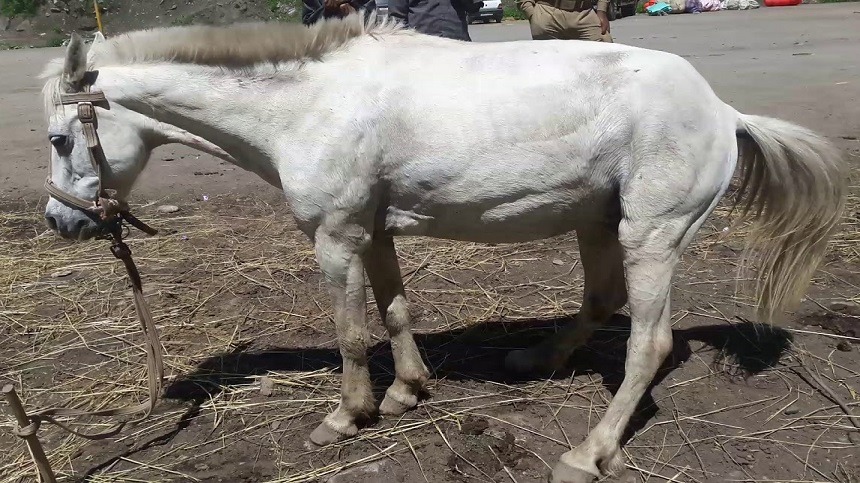 Tétano em Equinos